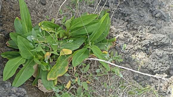 صورة Solidago azorica Hochst.