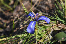 Herbertia pulchella Sweet的圖片