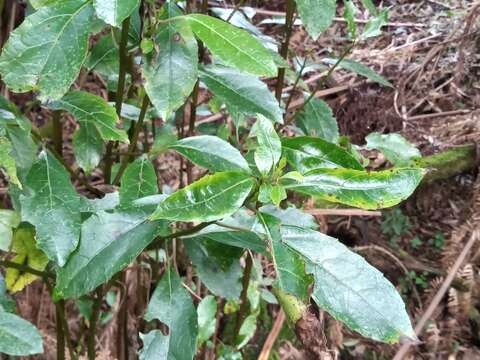 Image of Australian mulberry