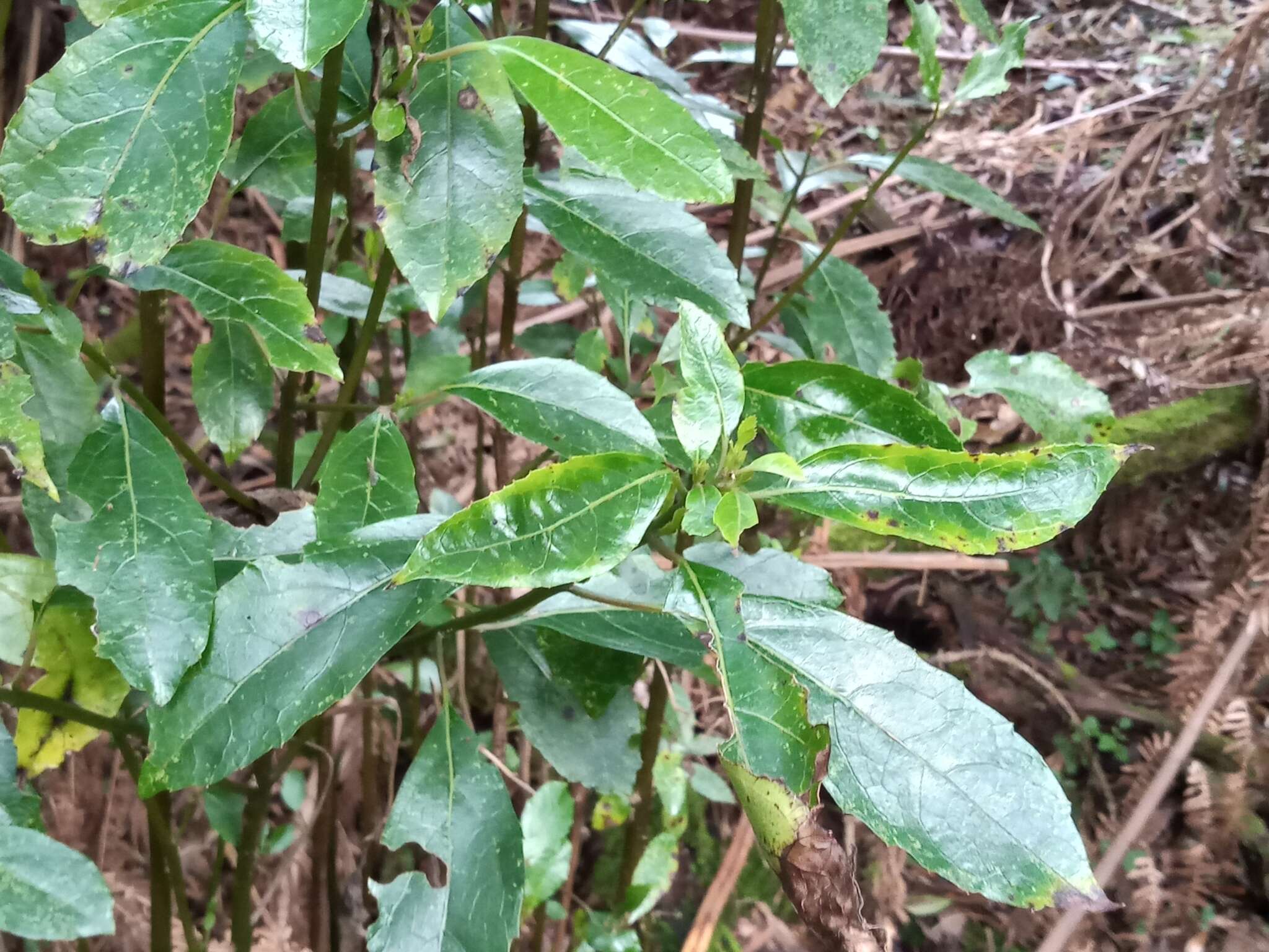 Image of Hedycarya angustifolia A. Cunn.