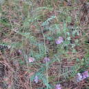 Sivun Vicia multicaulis Ledeb. kuva