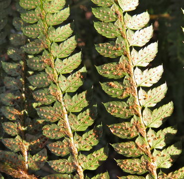 Image of Soft Shield-fern