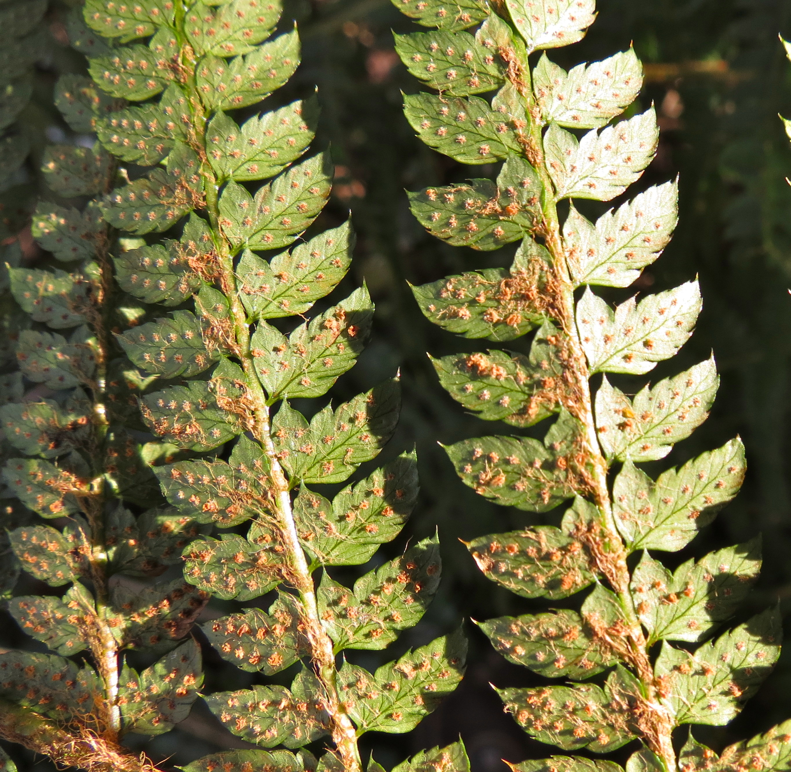 Polystichum setiferum (rights holder: Wildlife in a Dorset garden.)
