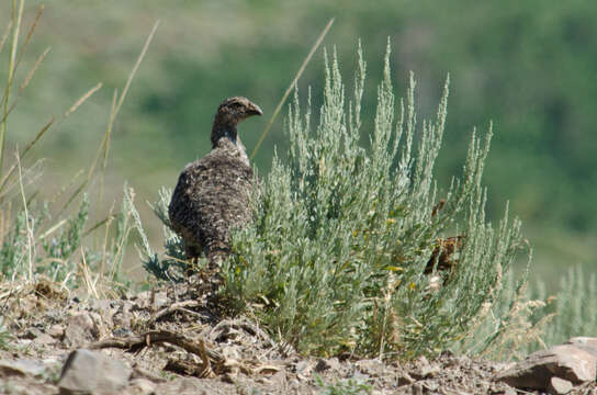 Image of Gunnison sage-grouse; greater sage-grouse