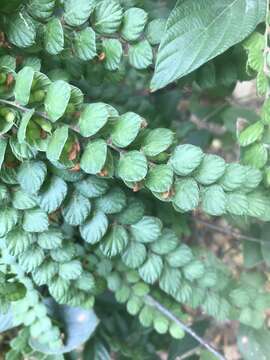 Image of Phyllodium pulchellum (L.) Desv.