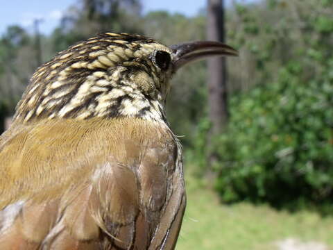 Image of White-striped Woodcreeper