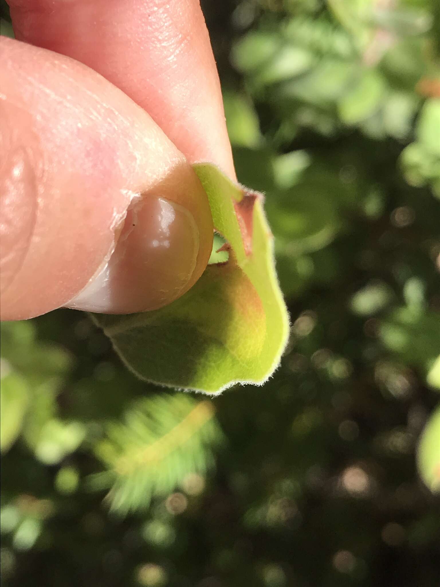 Exobasidium arctostaphyli Harkn. 1884 resmi