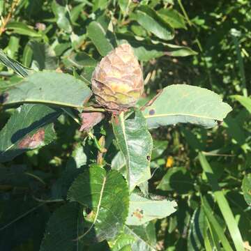 Image of Willow Pinecone Gall Midge