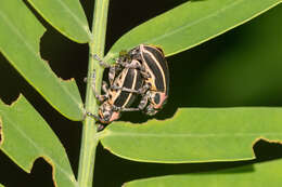 Image of Eudiagogus maryae Warner 1979