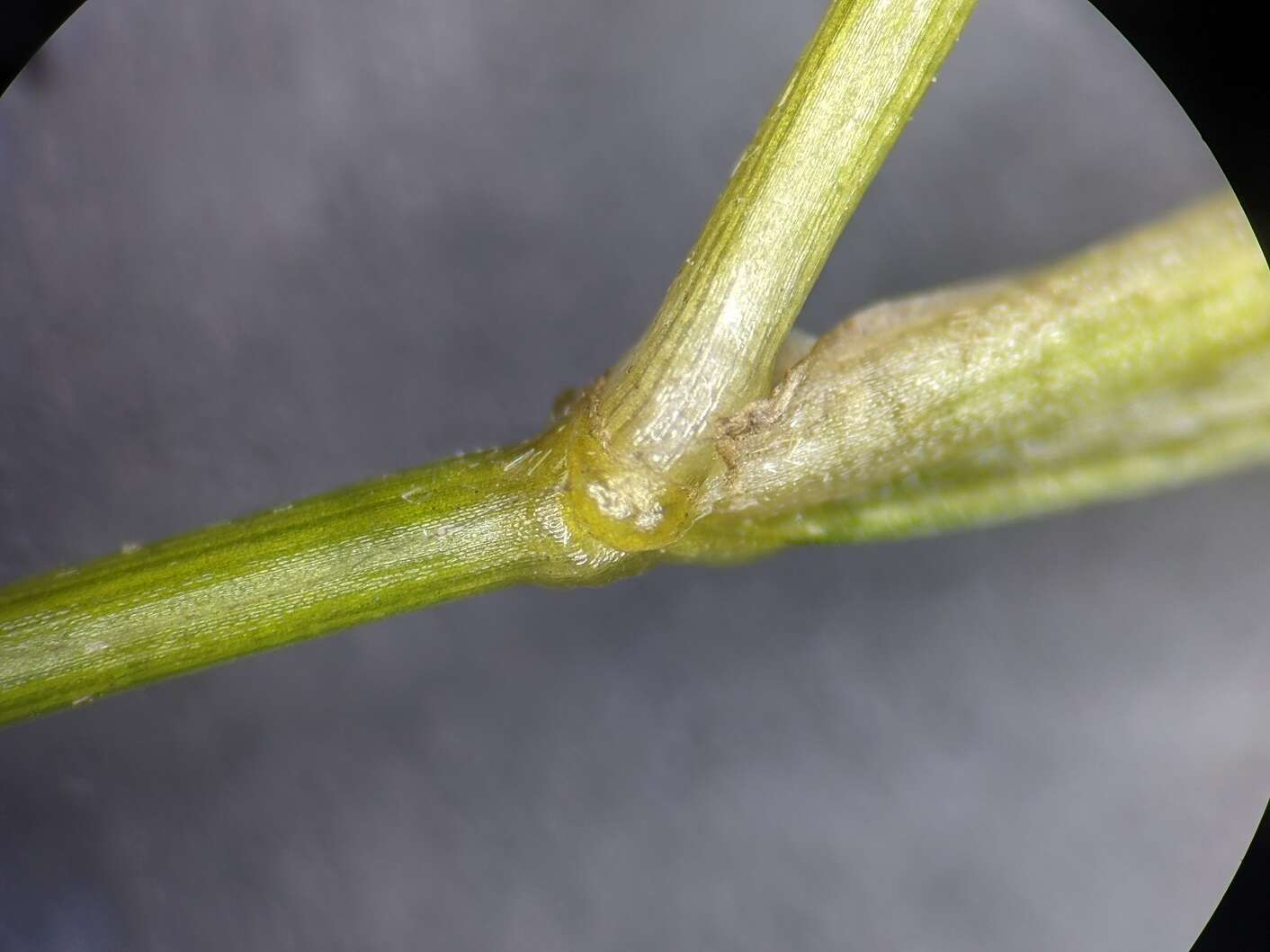 Image of Blunt-leaved Pondweed