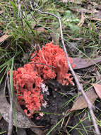 Image de Ramaria botrytoides (Peck) Corner 1950