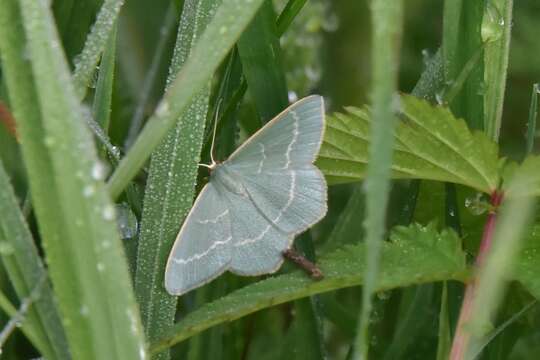 Image of small grass emerald