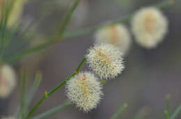 Image de Calligonum mongolicum Turcz.