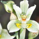 Image of Gavilea glandulifera (Poepp. & Endl.) M. N. Correa