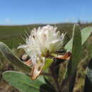 Image of Protea heckmanniana Engl.