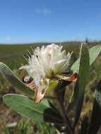 Image of Protea heckmanniana Engl.