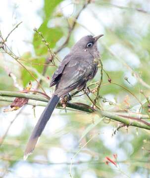 Plancia ëd Phaenicophaeus viridirostris (Jerdon 1840)