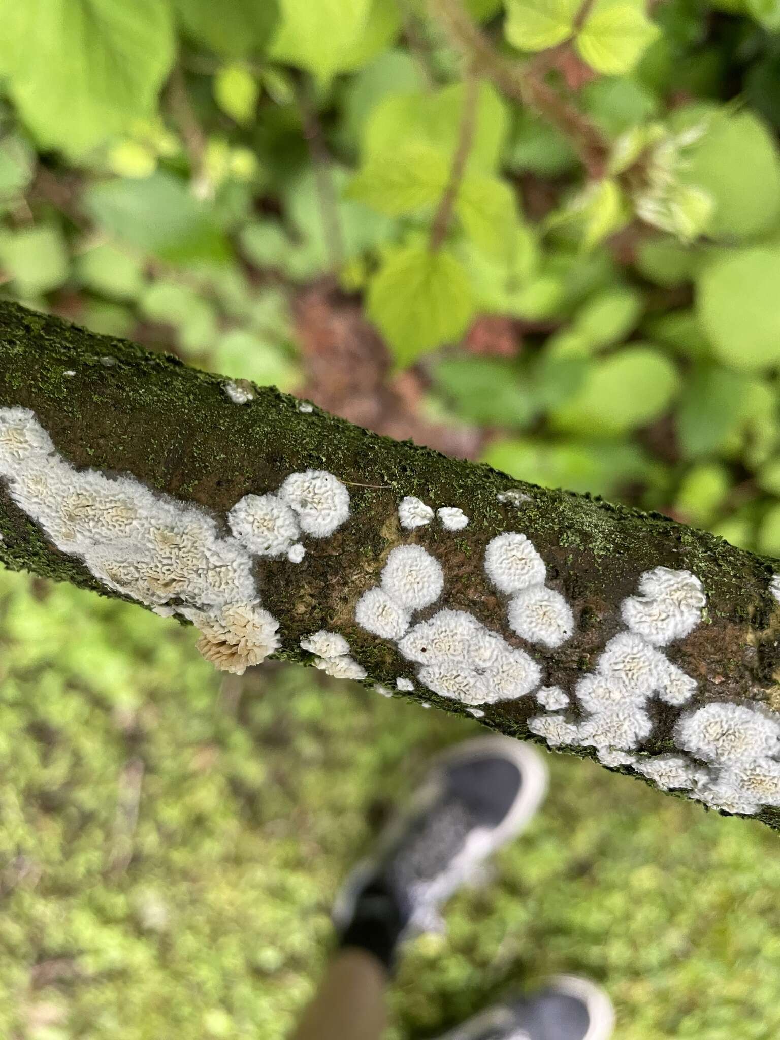 Schizopora paradoxa (Schrad.) Donk 1967 resmi