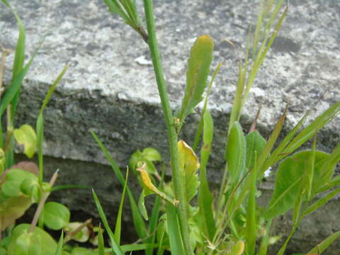 Image of crested wartycabbage