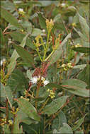 Image of Eucalyptus kitsoniana Luehm. ex Maiden