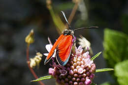 Image of Zygaena rubicundus