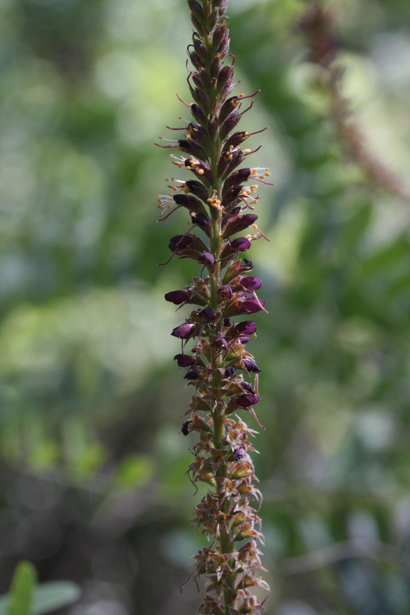 Image of California Indigobush