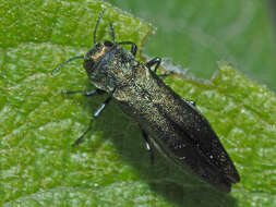 Image de Agrilus viridis (Linnaeus 1758)