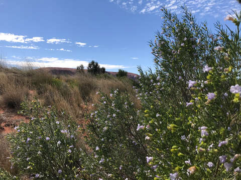 Image of Eremophila gibsonii F. Muell.