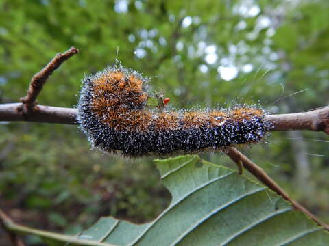 Acronicta hastulifera Smith & Abbot 1797的圖片