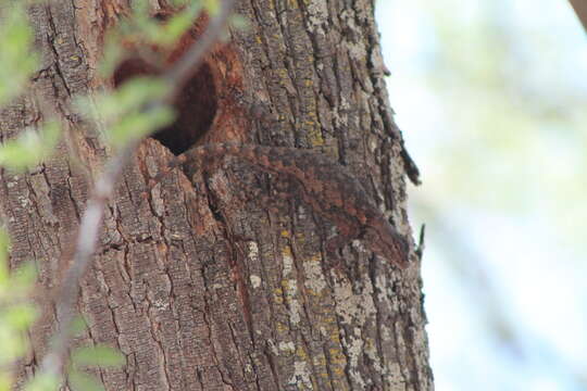 Image of Sceloporus lemosespinali Lara-góngora 2004