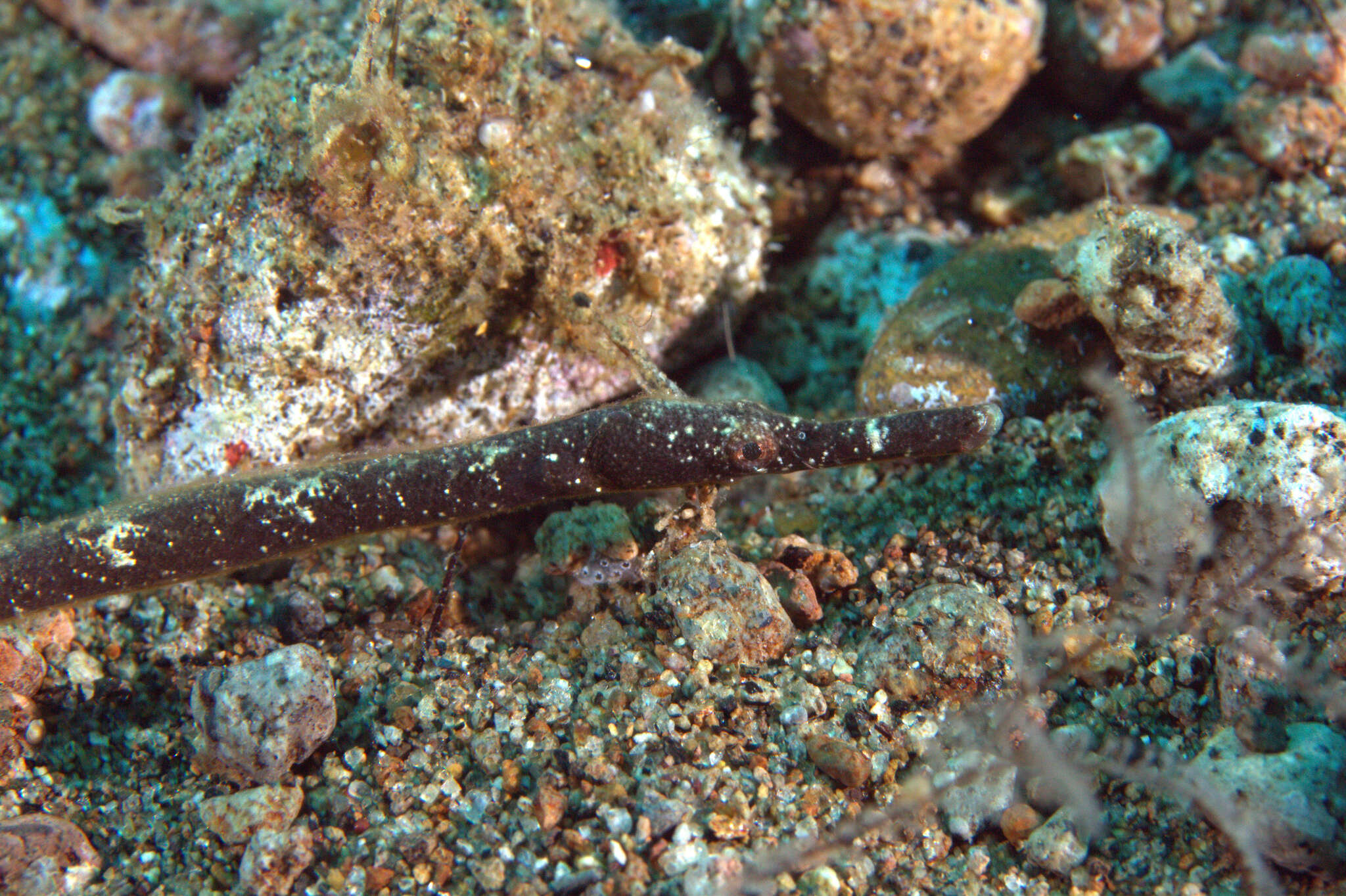 Image of Longnose pipefish