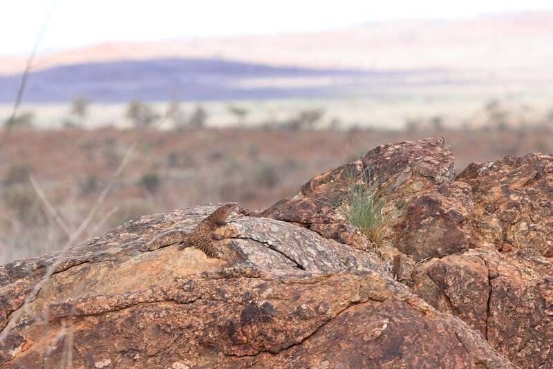 Image of Gidgee Skink