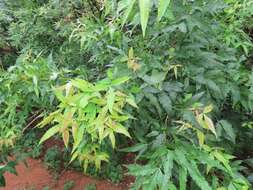 Image of African poison oak