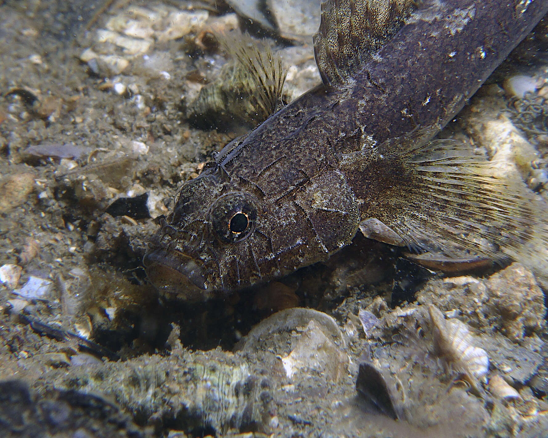 Слика од Callogobius mucosus (Günther 1872)