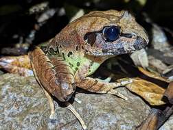 Image of Fleay’s Barred-frog
