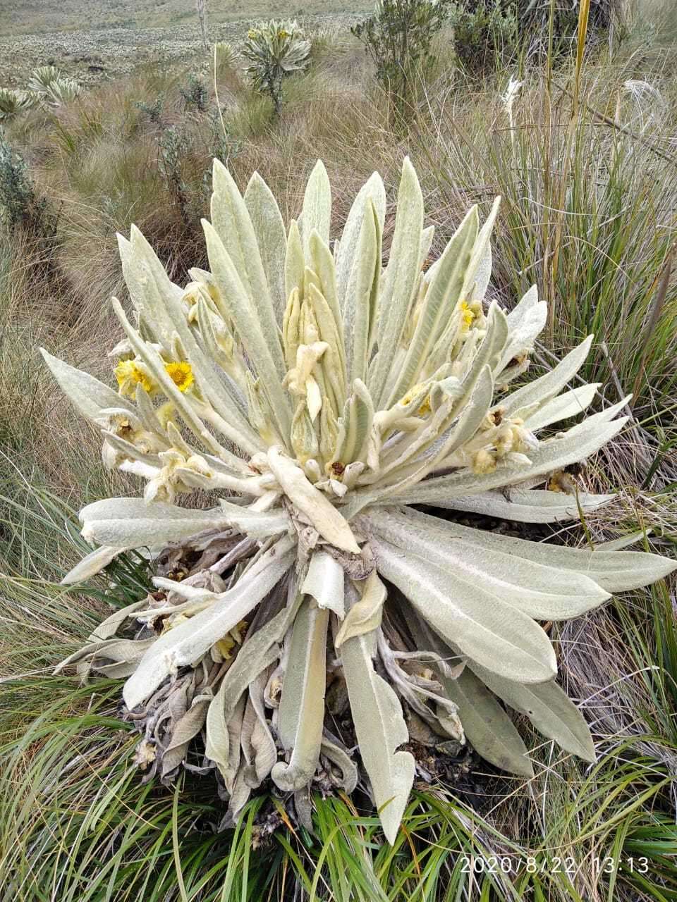 Image of Espeletia pycnophylla Cuatrec.