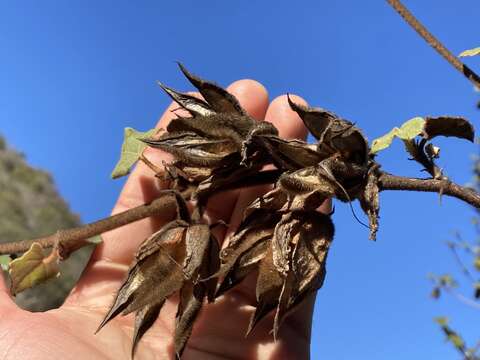 Imagem de Fremontodendron mexicanum Davidson