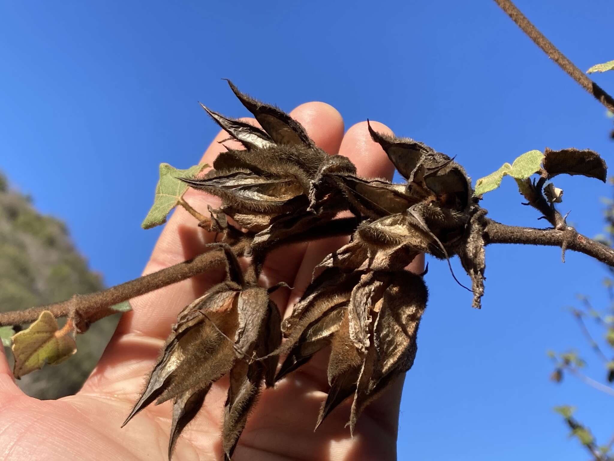 Image of Mexican flannelbush