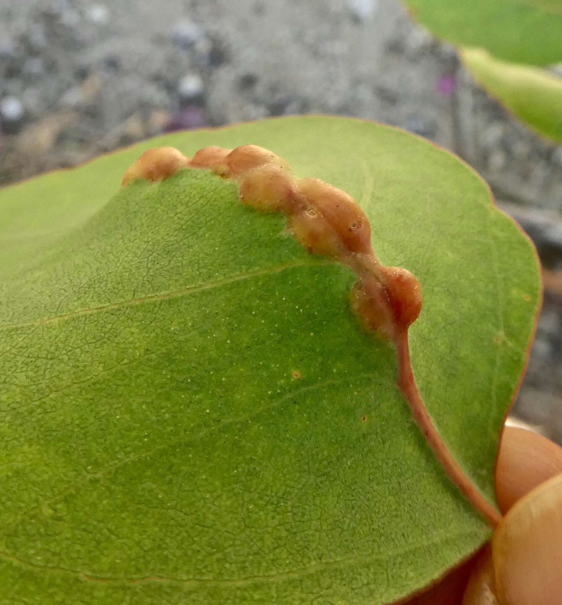 Image of Gall wasp