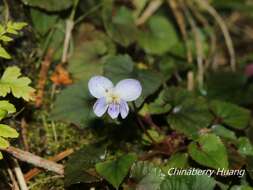 Image of Viola shinchikuensis Yamam.