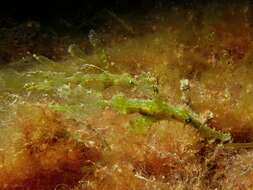 Image of Hairy ghost pipefish