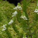 Image de Euphrasia azorica H. C. Watson