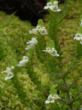 Image de Euphrasia azorica H. C. Watson