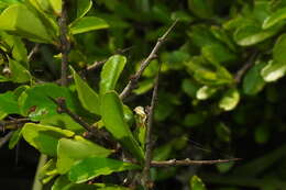 Image of Gymnosporia diversifolia Maxim.