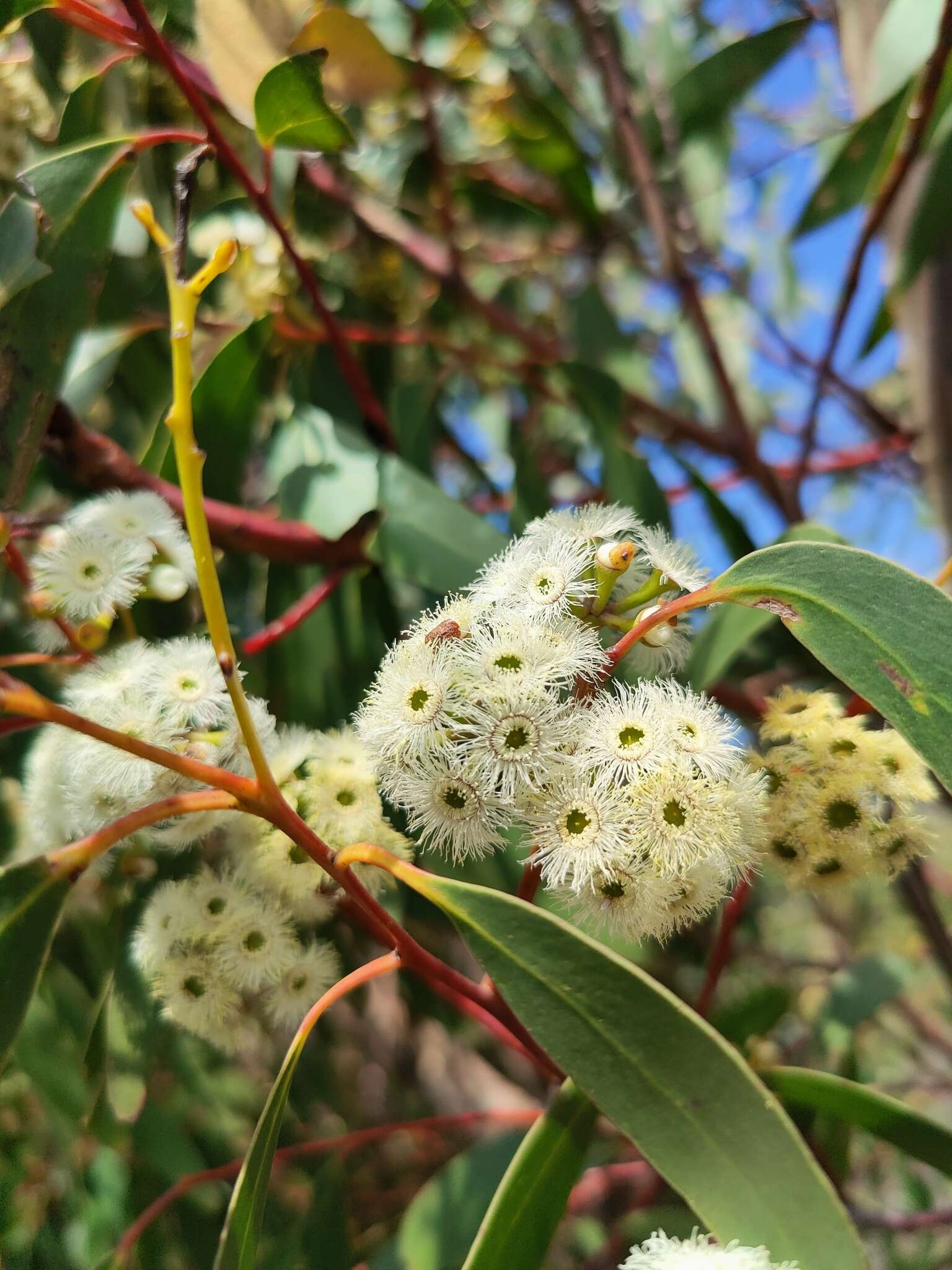 Imagem de Eucalyptus sieberi L. A. S. Johnson