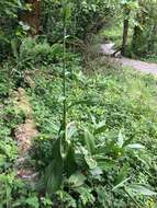 صورة Veratrum californicum var. caudatum (A. Heller) C. L. Hitchc.