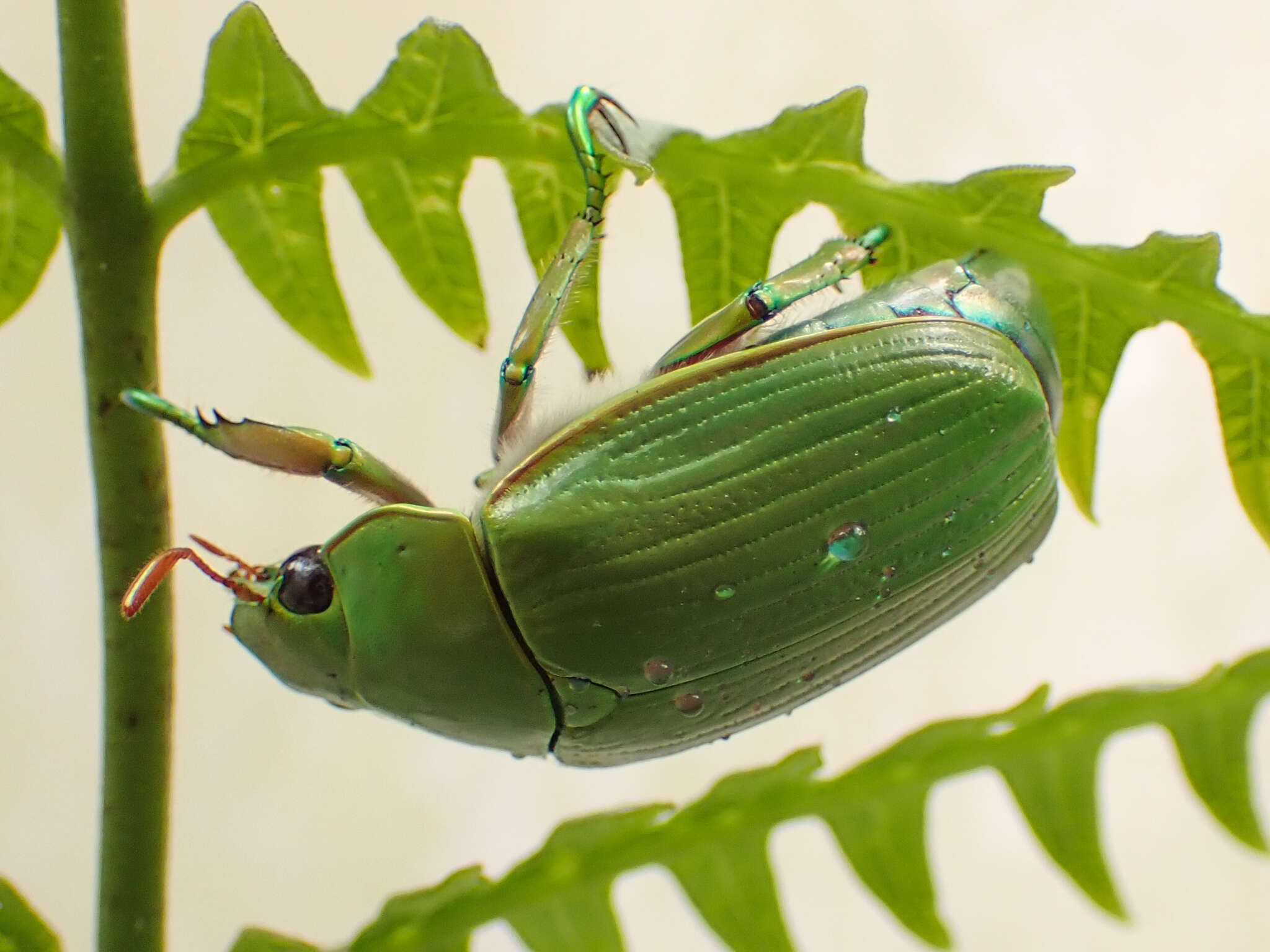 Imagem de Chrysina costata (Blanchard 1850)