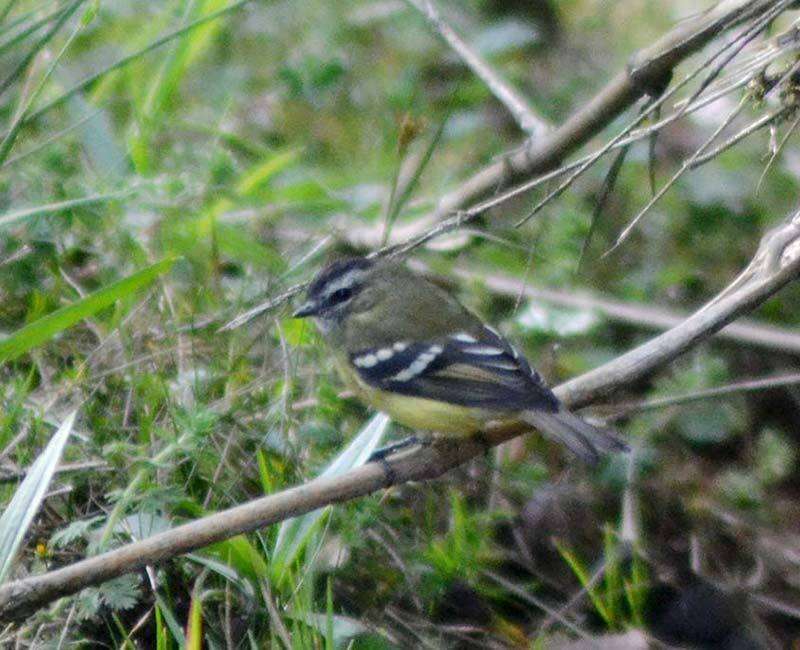 Image of Black-capped Tyrannulet