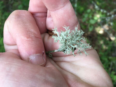 Image of farinose cartilage lichen