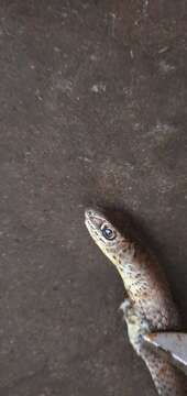 Image of Olive Whip Snake